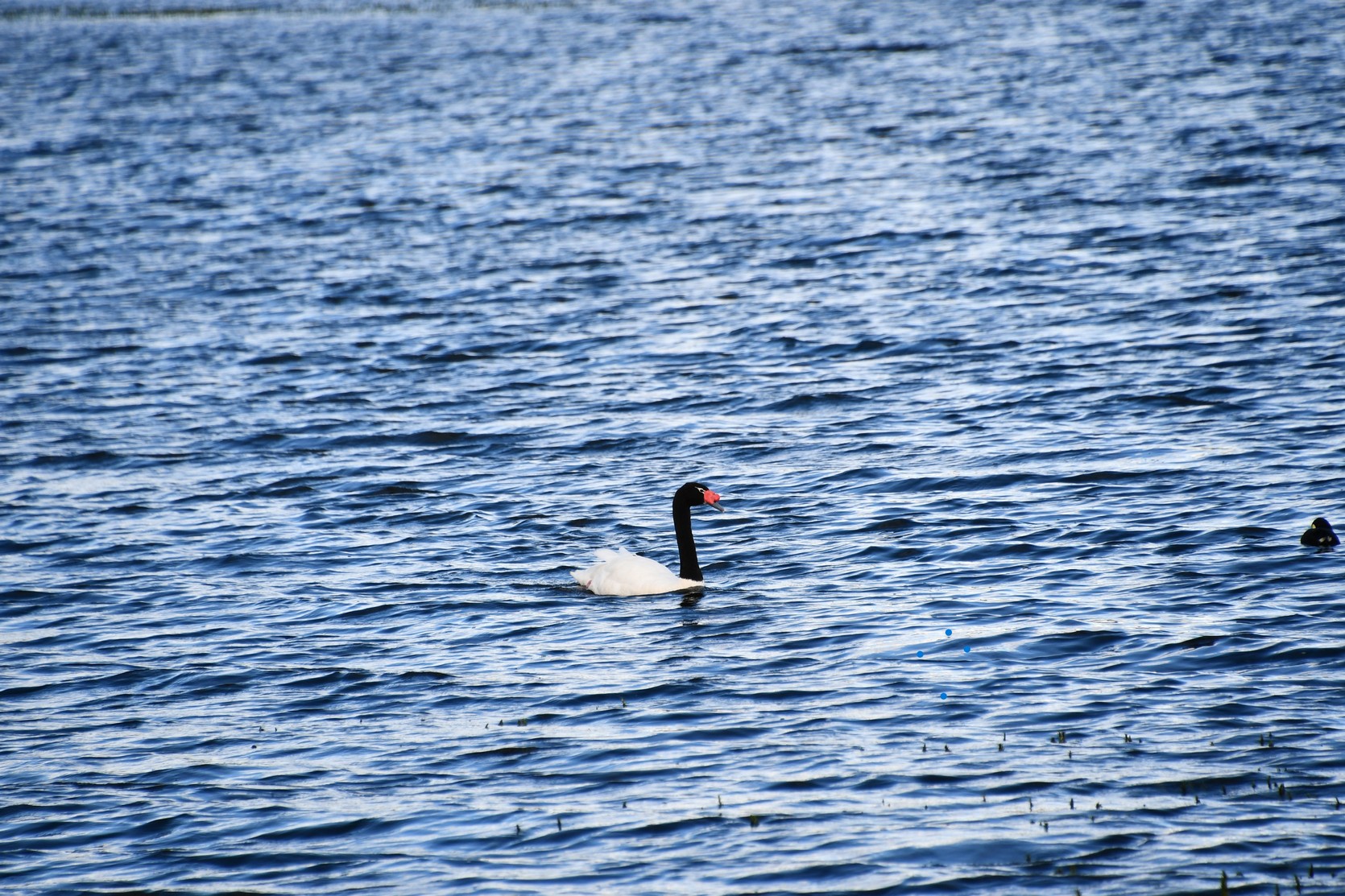 Cisne en Lago Argentino - Calafate foto 10