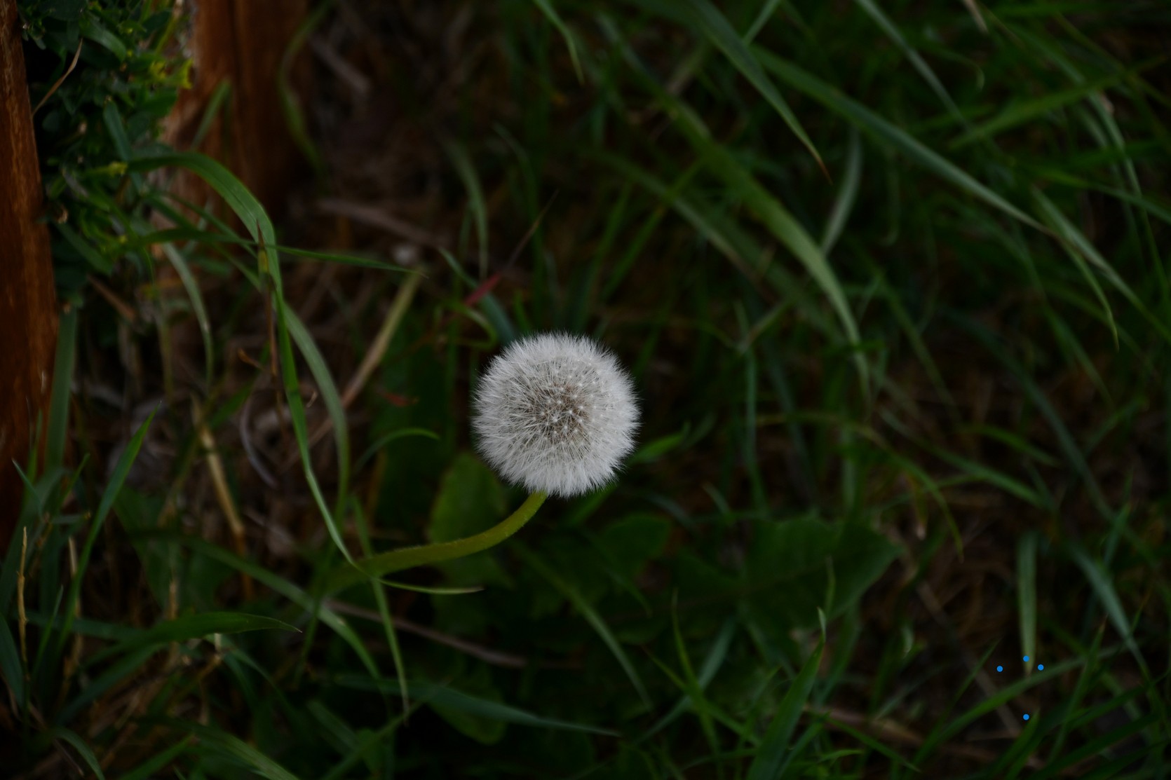 Pompon - Calafate foto 13